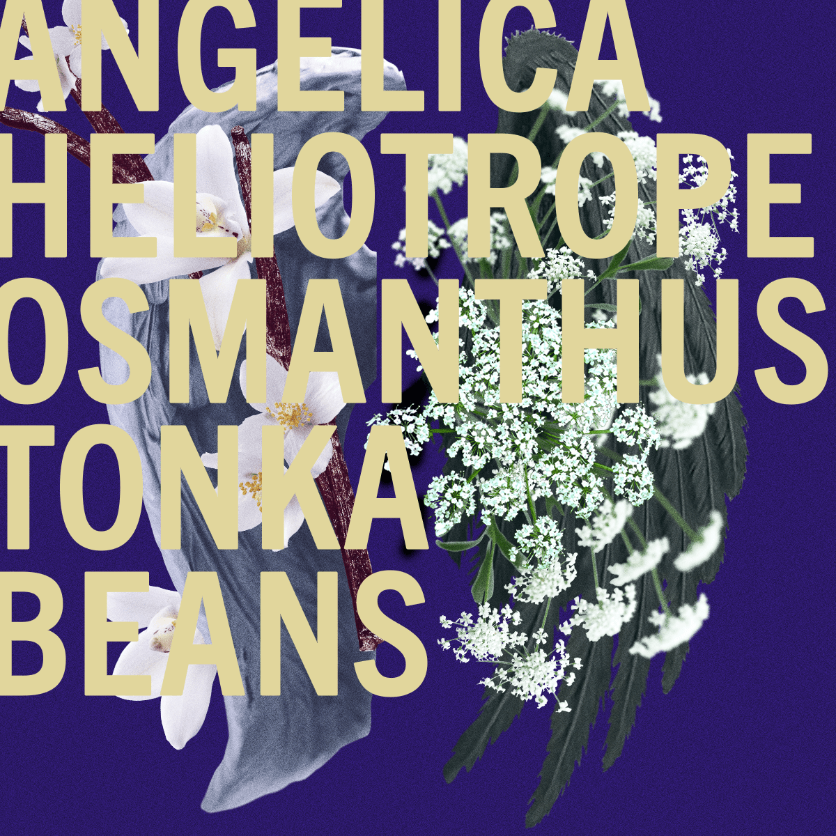 Limited Edition Tonka Angelica Fragrance 10ml