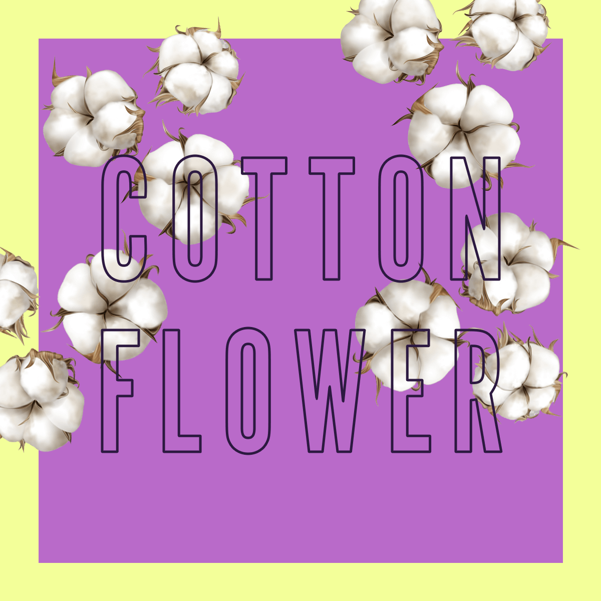 Parfum Fleur de Coton Édition Limitée 2ml