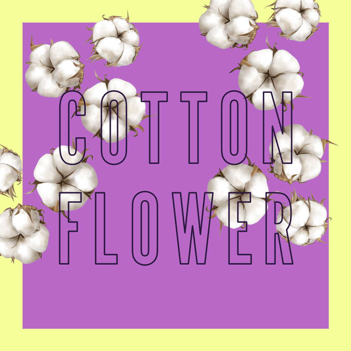Edizione limitata del profumo Cotton Flower 10ml